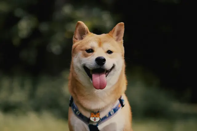 Hymyilevä shiba inu -koira valjaissa vihreää taustaa vasten