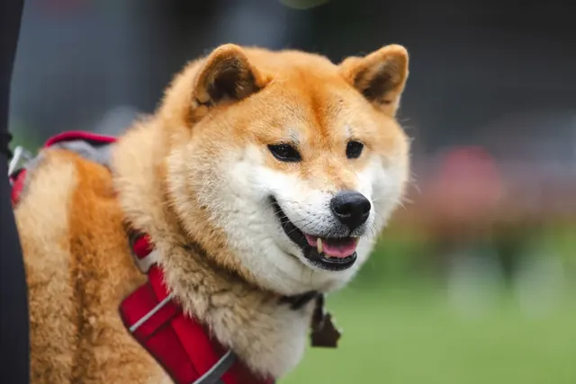 Hymyilevä shiba inu punaisissa valjaissa
