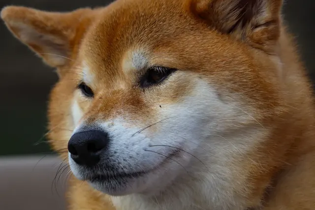 Shiba inu -koiran kuono ja profiili lähikuvassa